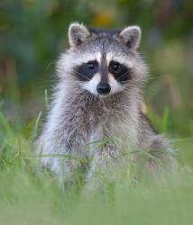 Raccoon trapping in Arlington and Fairfax