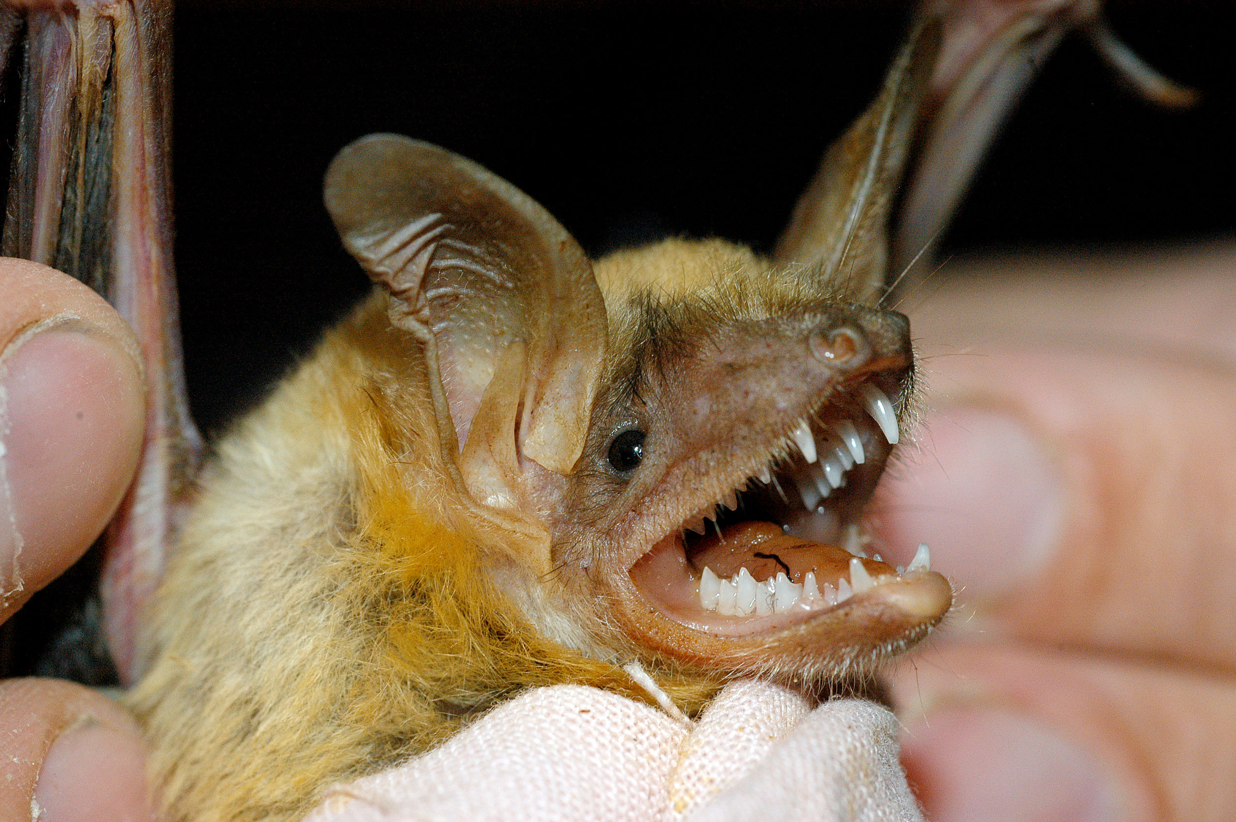 Identifying Bats In Virginia
