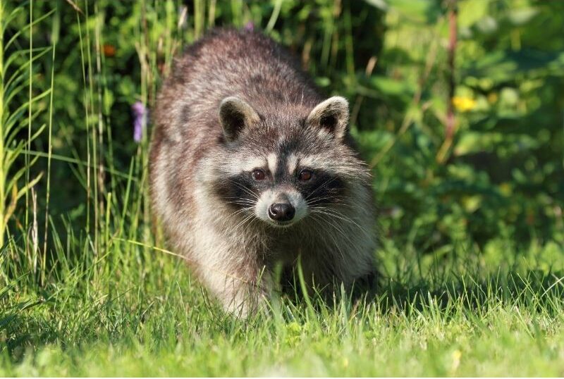 VIRGINIA Raccoon Removal