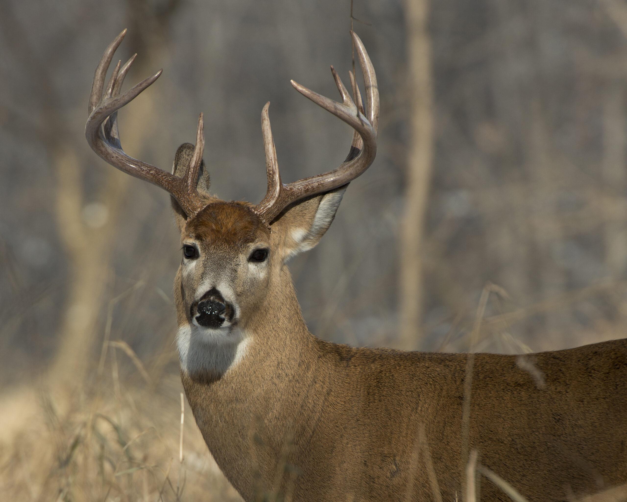 Great Falls Dead Deer Removal