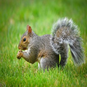 Squirrel Removal FROM ATTICS