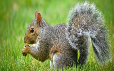 How to Get Rid of Squirrels In Attic