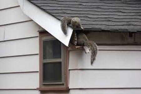 Squirrels Damage Attic