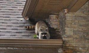 raccoon removal in McLean