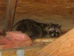 raccoon removal in attic