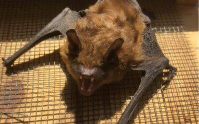 Bat Removal Services for Homeowners
