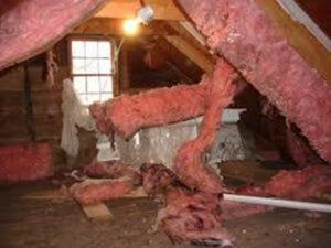 attic wildlife removal virginia