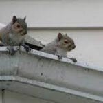 squirrels in walls