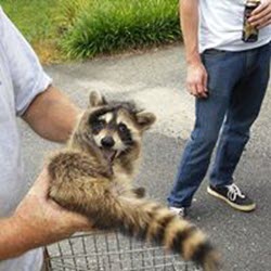 Bird Nest Removal Northern VA