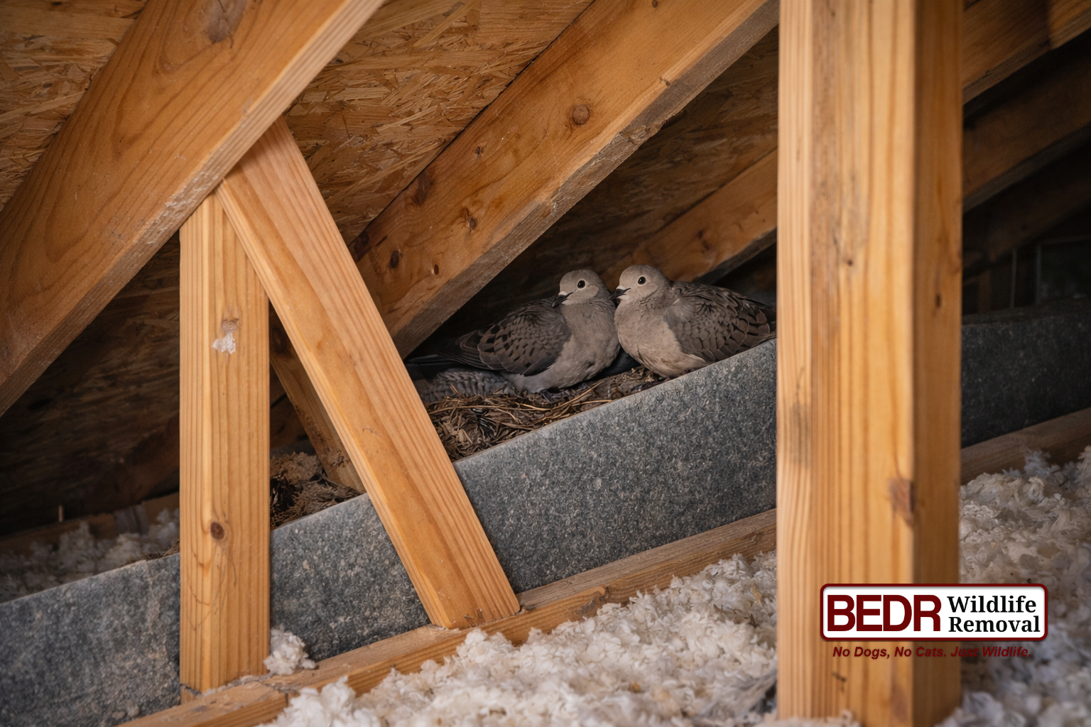 Birds in attic in McLead, VA