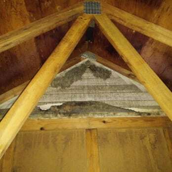 Staining and insulation damage at an attic gable vent used as a wildlife entry point