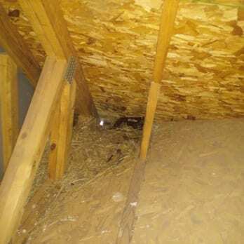 Attic insulation contaminated with wildlife droppings and nesting material