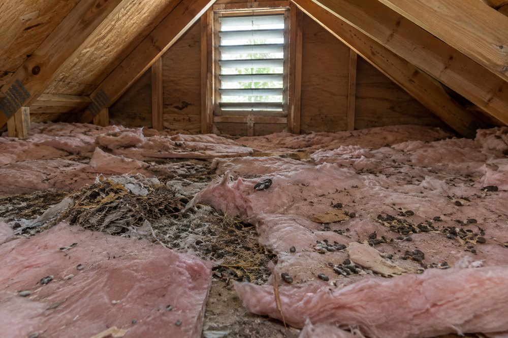 Attic insulation flattened and soiled by nesting wildlife in a Northern Virginia home