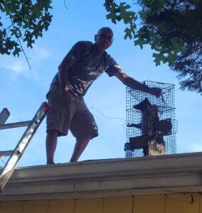 BEDR Wildlife Removal technician removing a trapped raccoon from a Herndon, VA roof