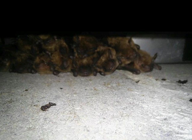 Bat colony found roosting in an attic wall void during a Northern Virginia inspection