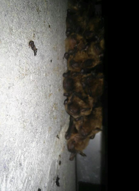 Bat colony found roosting in an attic wall void during a Northern Virginia inspection