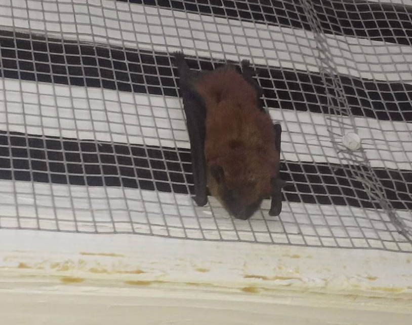 Big brown bat on one-way exclusion netting during a bat removal in Fairfax, VA