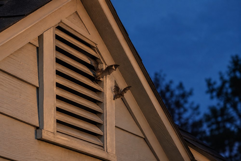 Bats emerging at dusk from a gable vent on a Northern Virginia house