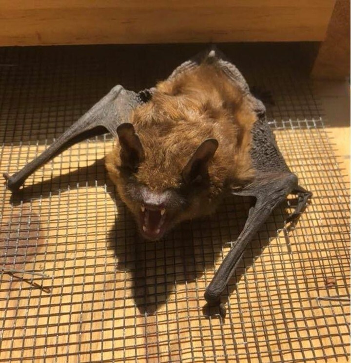 Big brown bat found during a Northern Virginia attic bat removal