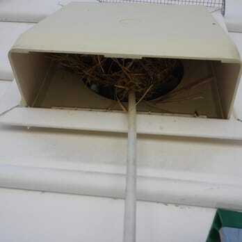 Bird nest built inside a dryer vent hood, removed by BEDR Wildlife Removal