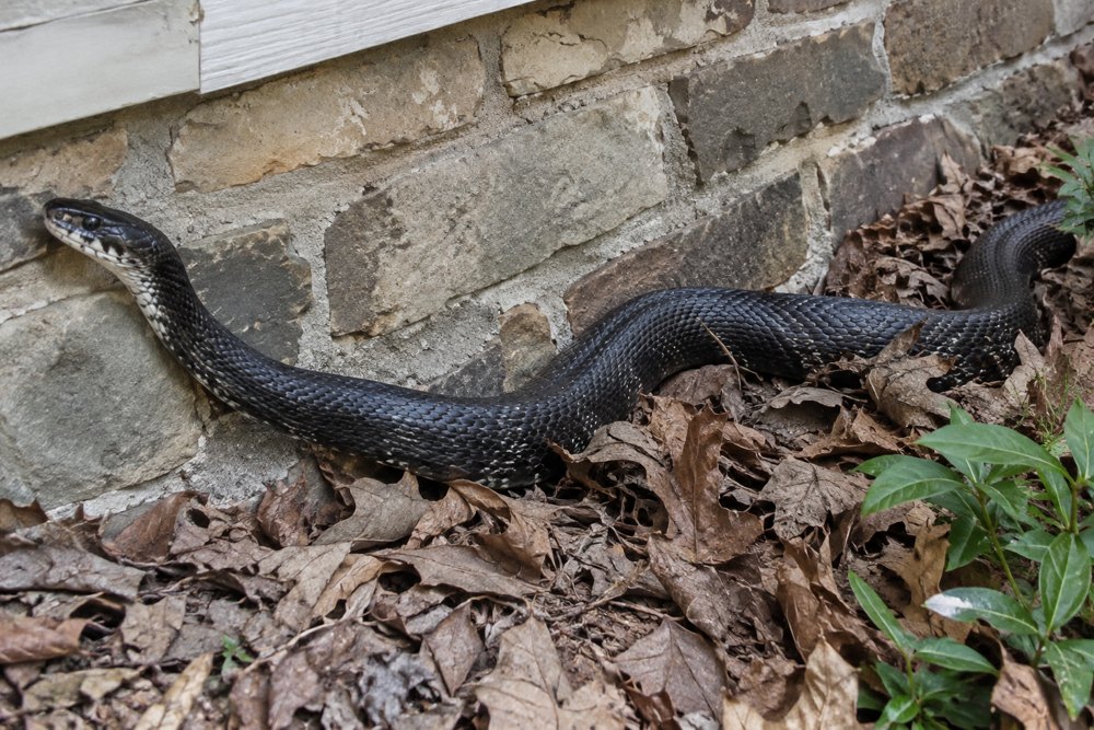 Black rat snake along a stone house foundation in Northern Virginia