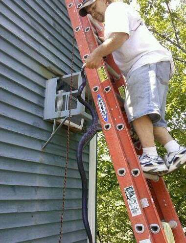 Technician removing a black snake from beside a window AC unit in Northern Virginia
