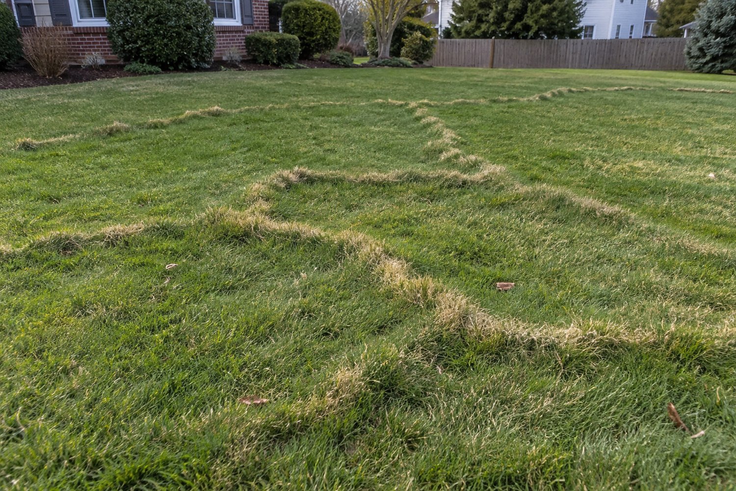 Raised mole tunnel ridges winding across a lawn with yellowing grass