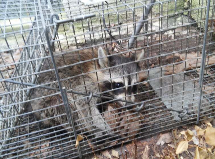Raccoon safely contained in a live trap during a humane raccoon removal in Fairfax, VA