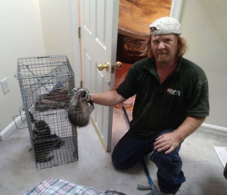 BEDR Wildlife Removal technician removing raccoons from a Northern Virginia home