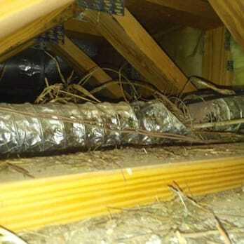 Squirrel nesting debris packed around attic ductwork in a Northern Virginia home